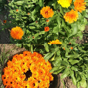 Calendula Seeds - Essential Relaxation